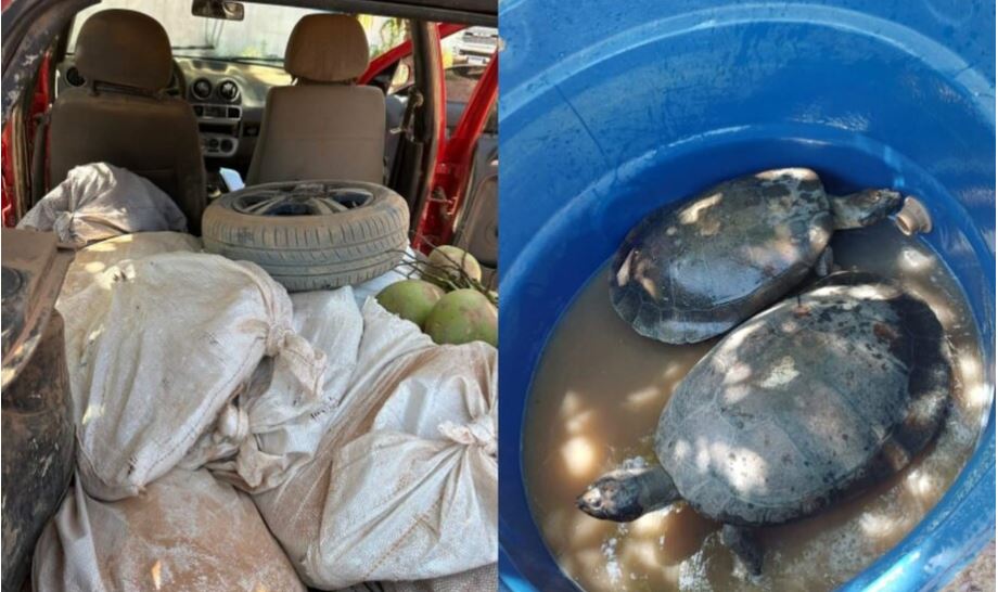 PRF resgata 10 tartarugas-da-Amazônia transportadas ilegalmente em veículo na BR-230, em Itaituba